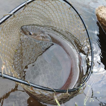 イトウを２匹キャッチ！